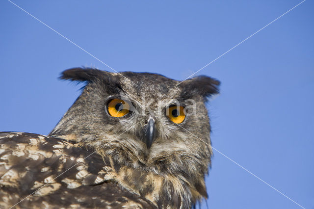 Oehoe (Bubo bubo)