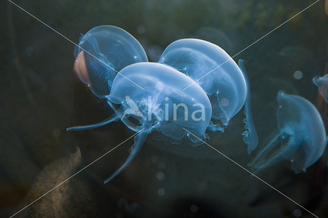 moon jelly