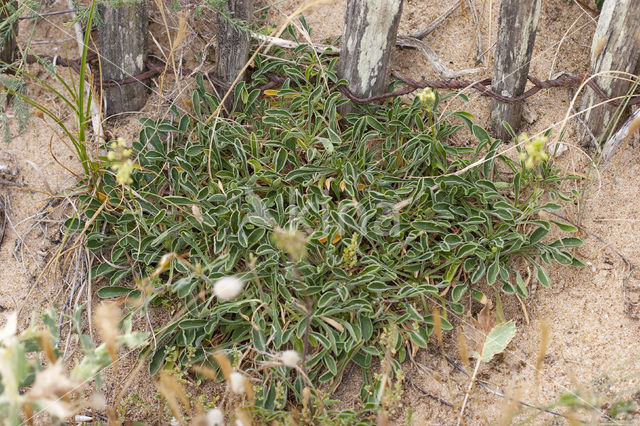 Spanish Catchfly (Silene otites)