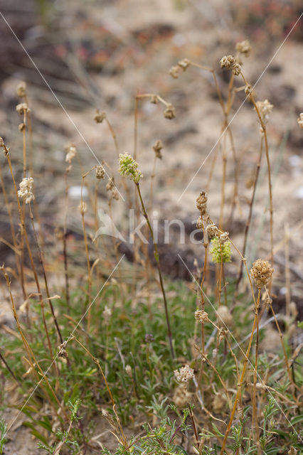 Spanish Catchfly (Silene otites)