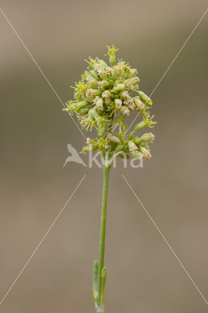 Spanish Catchfly (Silene otites)