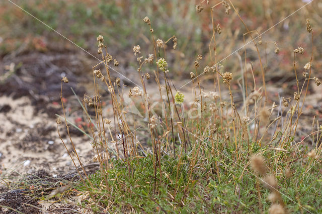 Spanish Catchfly (Silene otites)