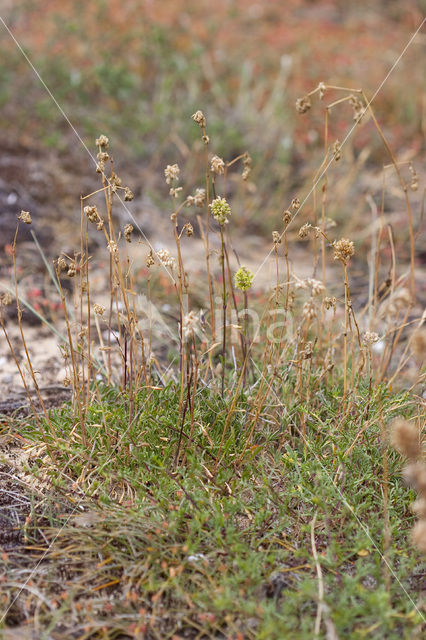 Spanish Catchfly (Silene otites)