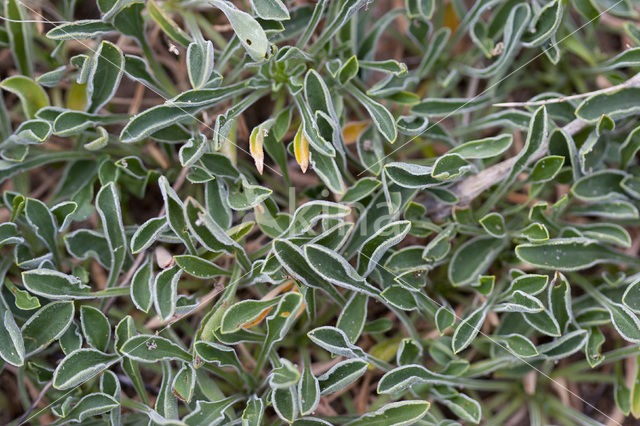 Spanish Catchfly (Silene otites)