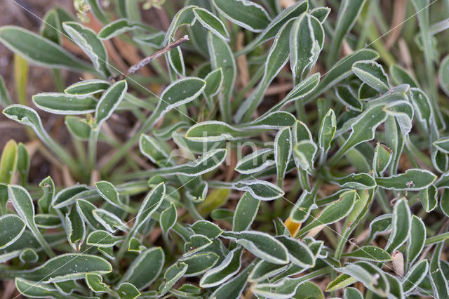 Spanish Catchfly (Silene otites)