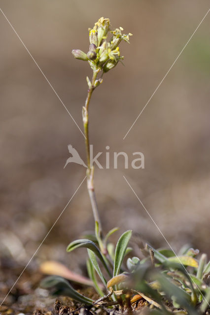 Spanish Catchfly (Silene otites)