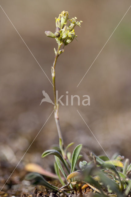 Spanish Catchfly (Silene otites)