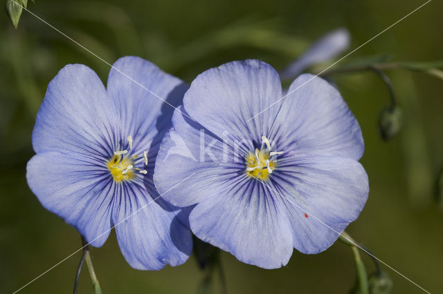 Oostenrijks vlas (Linum austriacum)