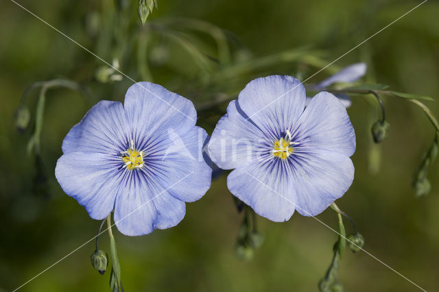 flax (Linum austriacum)