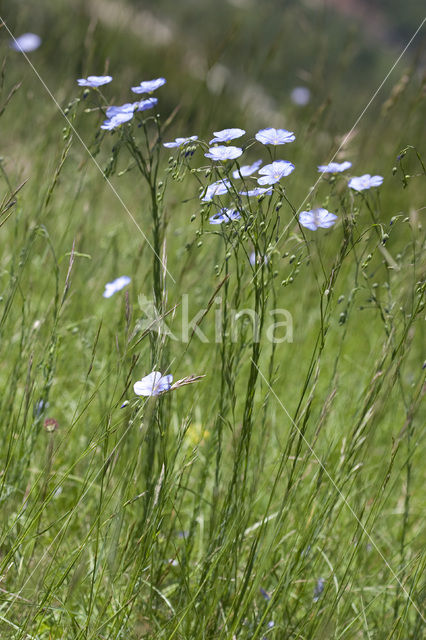 flax (Linum austriacum)