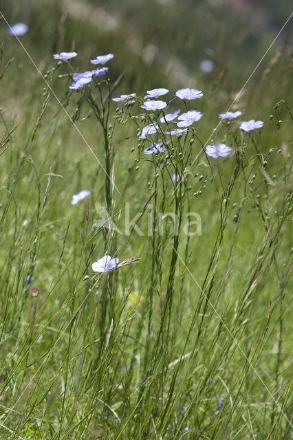 Oostenrijks vlas (Linum austriacum)