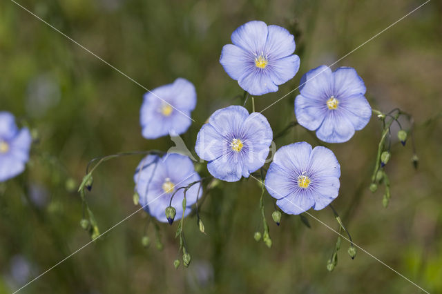 Oostenrijks vlas (Linum austriacum)