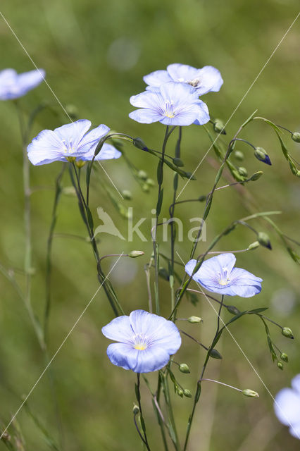flax (Linum austriacum)