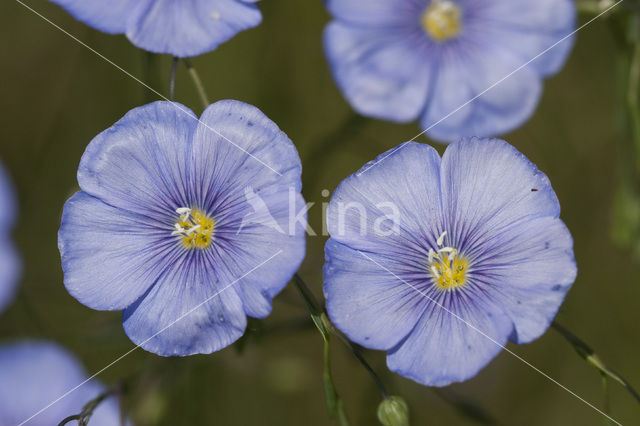 flax (Linum austriacum)
