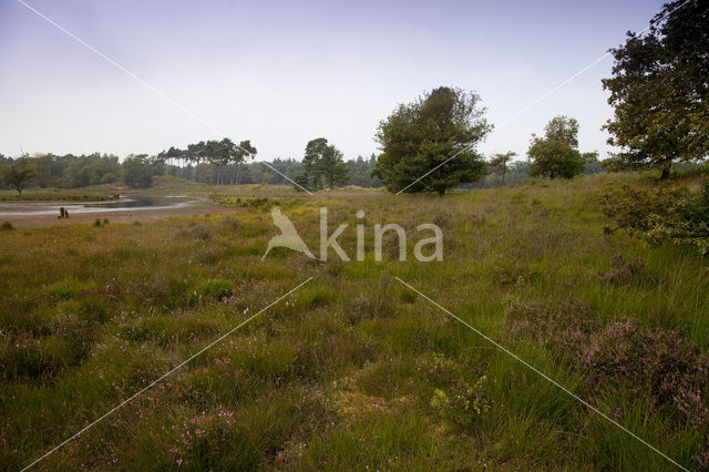 Overasseltse en Hatertse Vennen