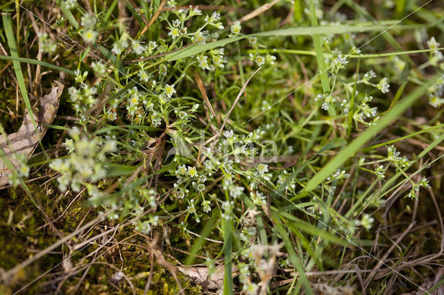 Overblijvende hardbloem (Scleranthus perennis)