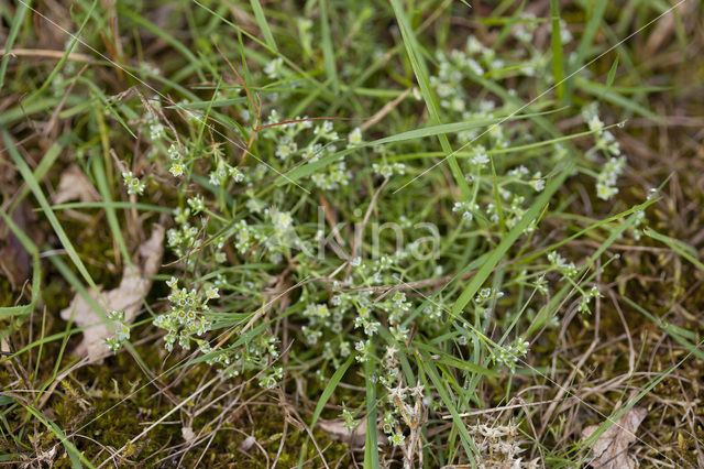 Overblijvende hardbloem (Scleranthus perennis)