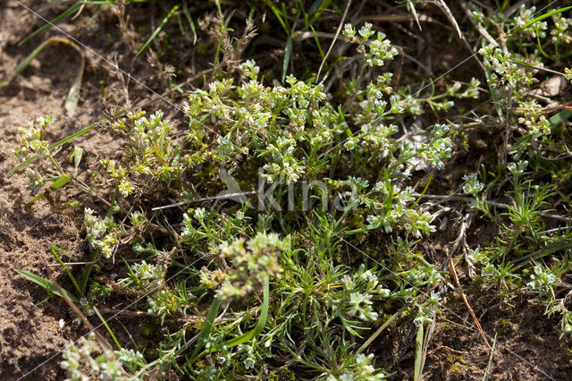 Overblijvende hardbloem (Scleranthus perennis)