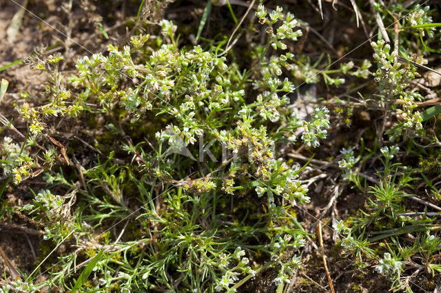 Overblijvende hardbloem (Scleranthus perennis)