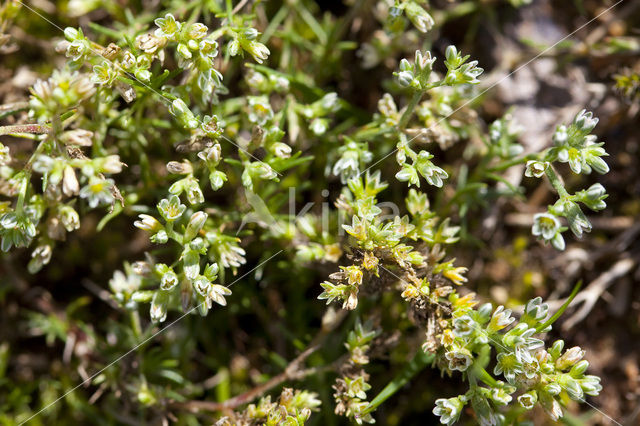 Perennial Knawel (Scleranthus perennis)