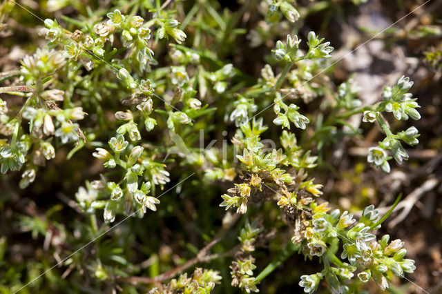 Overblijvende hardbloem (Scleranthus perennis)