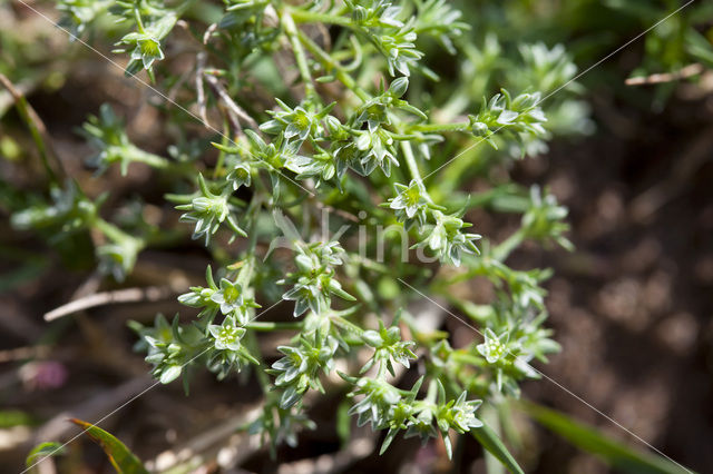 Overblijvende hardbloem (Scleranthus perennis)