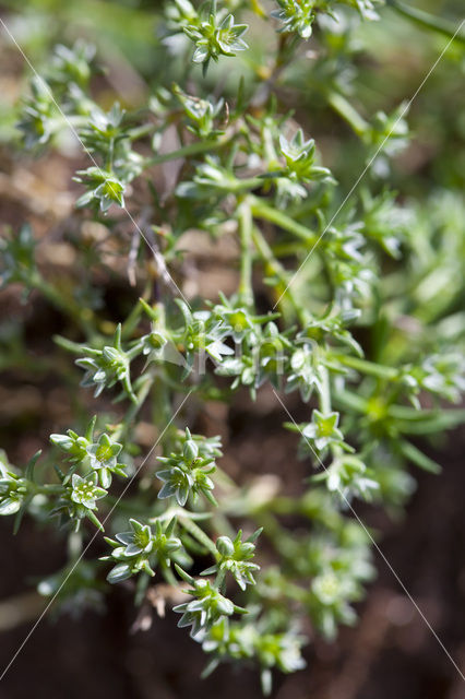 Overblijvende hardbloem (Scleranthus perennis)