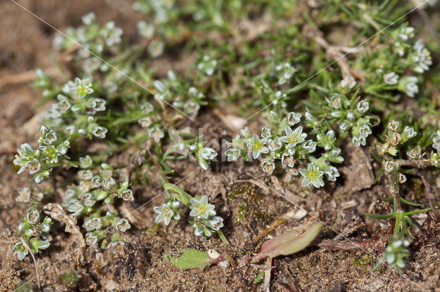 Overblijvende hardbloem (Scleranthus perennis)