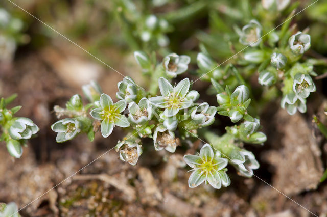 Overblijvende hardbloem (Scleranthus perennis)