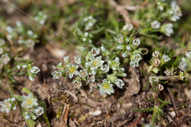 Overblijvende hardbloem (Scleranthus perennis)