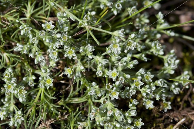 Overblijvende hardbloem (Scleranthus perennis)