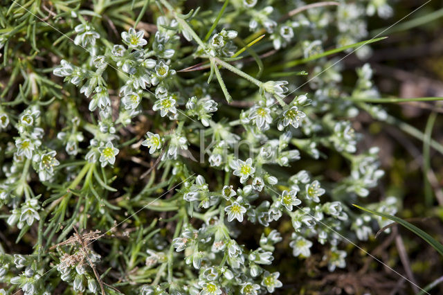 Overblijvende hardbloem (Scleranthus perennis)