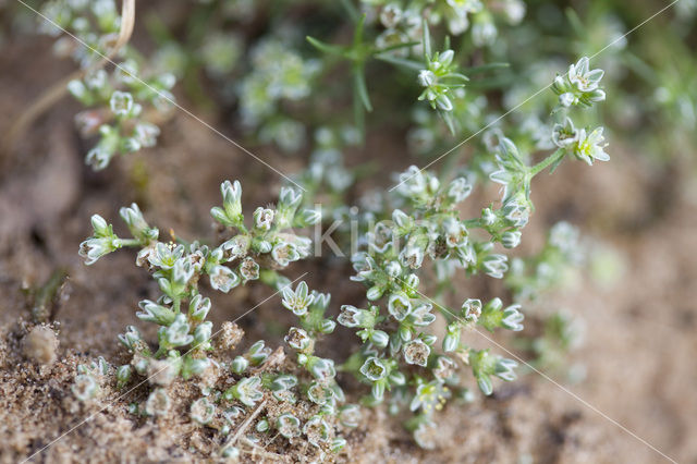 Overblijvende hardbloem (Scleranthus perennis)