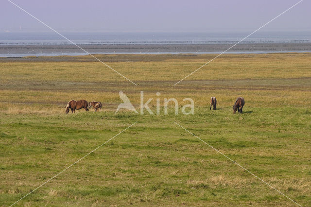 Paard (Equus spp)