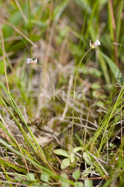 Pale butterwort (Pinguicula lusitanica)