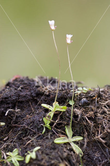 Pale butterwort (Pinguicula lusitanica)