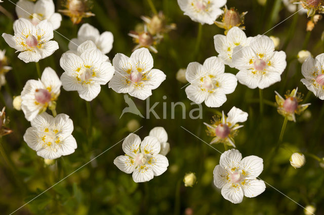 Northern Grass-of-parnassus (Parnassia palustris)