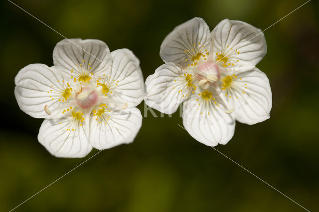 Parnassia (Parnassia palustris)