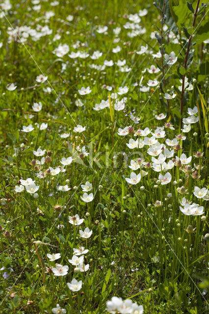 Northern Grass-of-parnassus (Parnassia palustris)