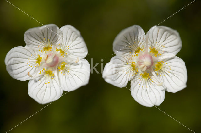 Northern Grass-of-parnassus (Parnassia palustris)