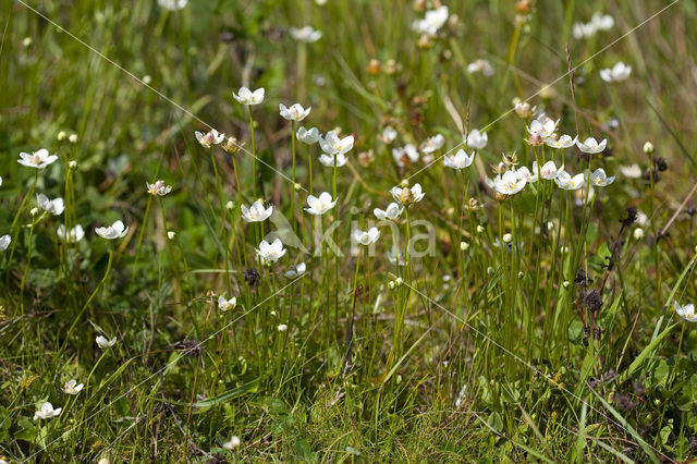 Parnassia (Parnassia palustris)