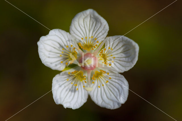 Northern Grass-of-parnassus (Parnassia palustris)