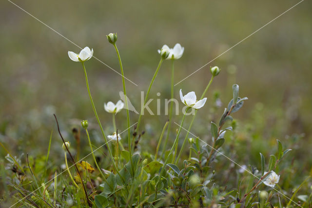 Parnassia (Parnassia palustris)