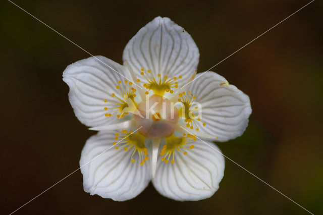 Parnassia (Parnassia palustris)