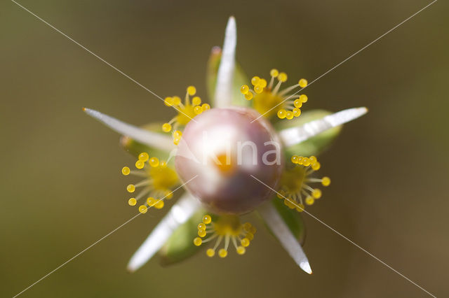 Northern Grass-of-parnassus (Parnassia palustris)