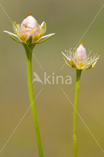 Northern Grass-of-parnassus (Parnassia palustris)