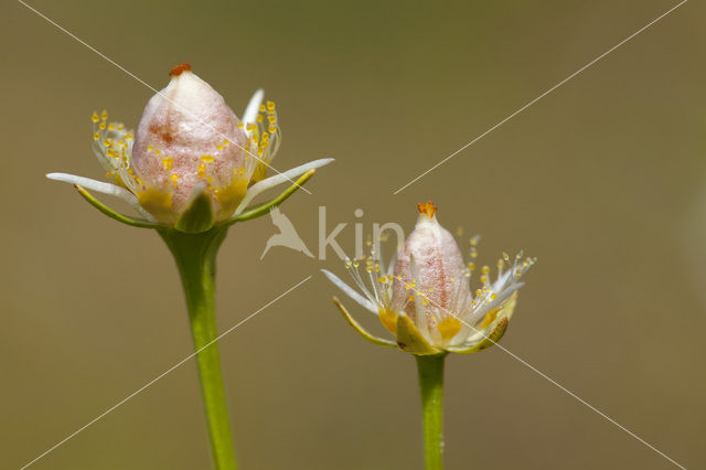 Parnassia (Parnassia palustris)