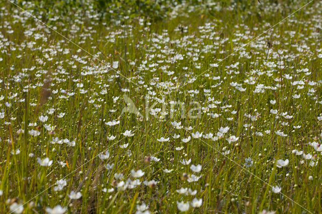 Northern Grass-of-parnassus (Parnassia palustris)