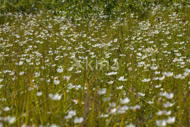 Northern Grass-of-parnassus (Parnassia palustris)