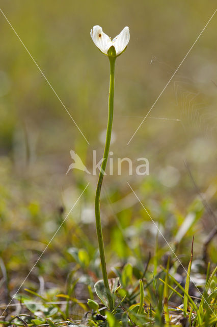 Northern Grass-of-parnassus (Parnassia palustris)